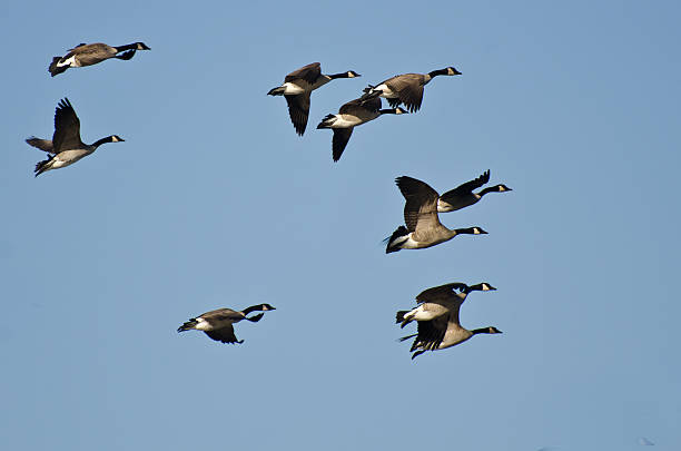istock Large Flock of Geese Flying in Blue Sky 484342731