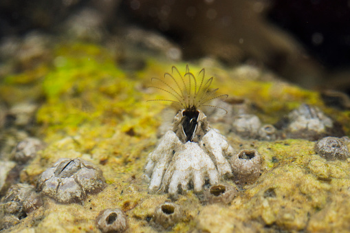 Underwater photo of acorn barnacle, Balanus glandula, with animal that lives inside shell filter feeding. Morro Bay, California, USA.