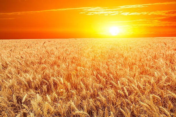 istock wheat field at the sunset 484343016