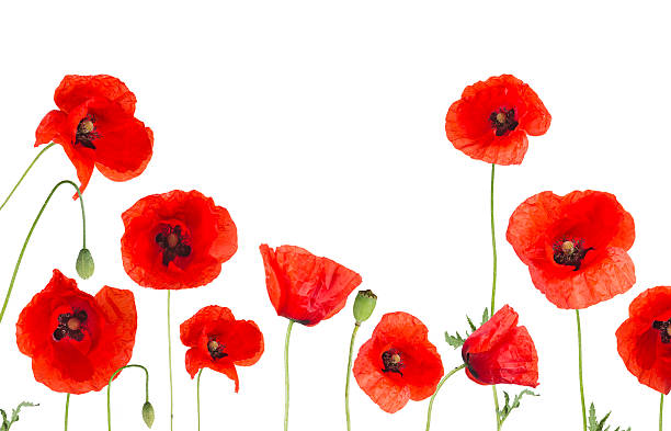 istock Poppy flowers field on white background 484343456