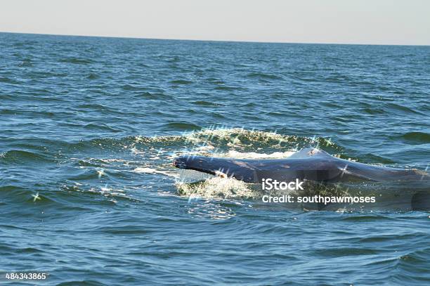 Gray Whales Off The Oregon Coast Stock Photo - Download Image Now - Gray Whale, Whale, Animal Family