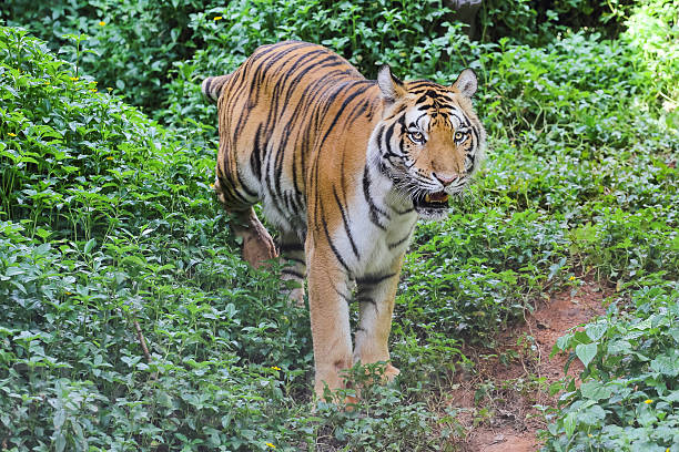 istock Scary looking male royal bengal tiger 484343954