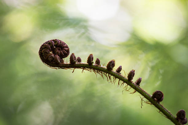 fern głowa w lesie - fern new zealand macro frond zdjęcia i obrazy z banku zdjęć