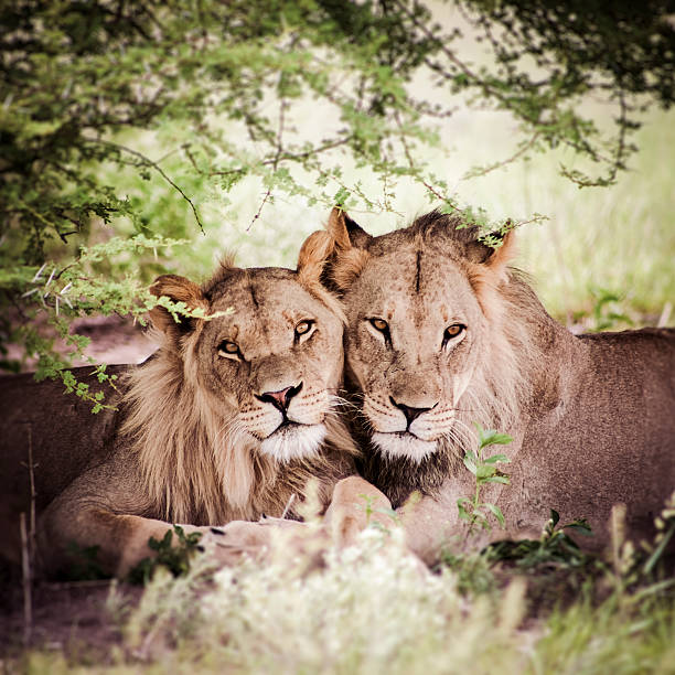 istock Two lions stairing at the camera in the bush 484344008