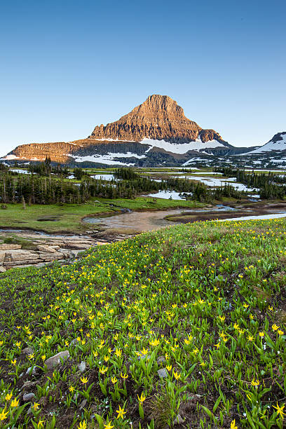 istock wildflower field at Logan Pass, Glacier N 484345285