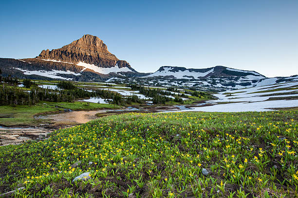 istock wildflower field, Glacier National Park 484345287
