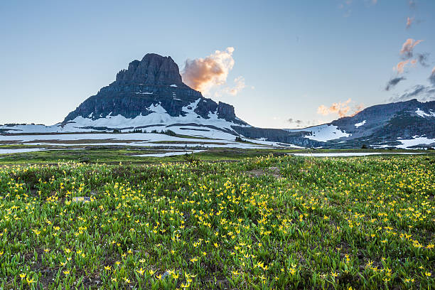 istock wildflower field at Logan Pass, Glacier National Park 484345301