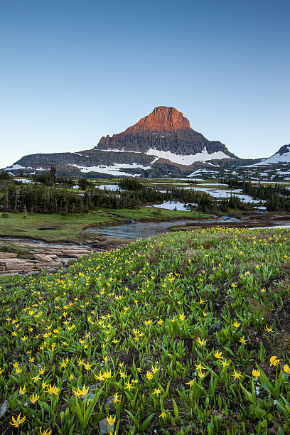 istock wildflower field at Logan Pass, Glacier National Park 484345303