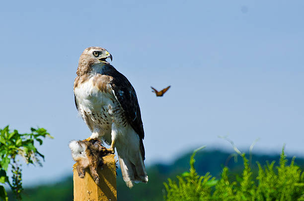 red-tailed hawk mit festgehalten prey - red tailed boa stock-fotos und bilder