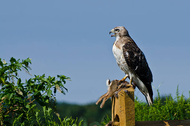 red-tailed hawk mit festgehalten prey - red tailed boa stock-fotos und bilder