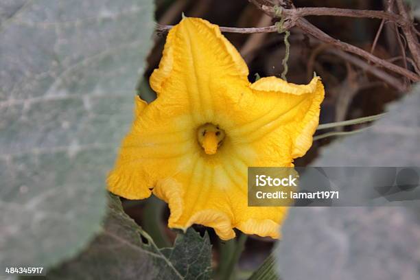 Fiore Di Zucca - Fotografie stock e altre immagini di Albero - Albero, Alimentazione sana, Cibo