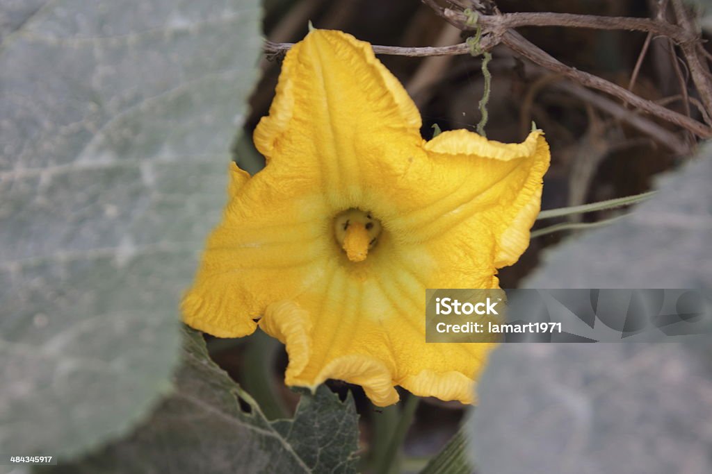 Flor de abóbora - Foto de stock de Abóbora royalty-free