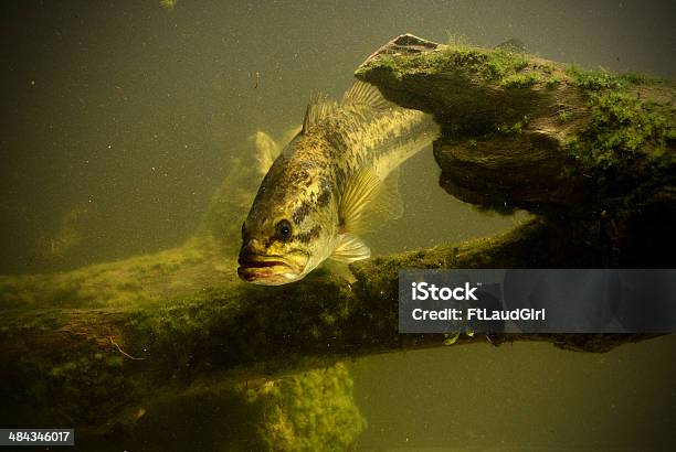 Underwater Largemouth Bass Fish Stock Photo - Download Image Now - Largemouth Bass, Black Sea Bass, Swimming