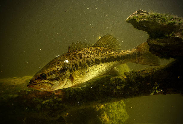 largemouth bass fish largemouth bass fish underwater in lake freshwater fish stock pictures, royalty-free photos & images