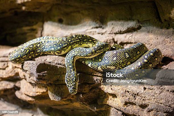 Snake Is Coiled Up On A Rock Stock Photo - Download Image Now - Adder, Animal, Animal Wildlife