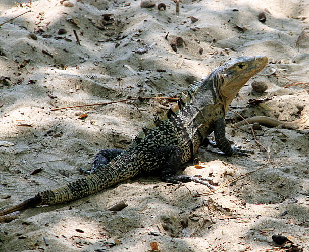 istock Lizard Black Ctenosaur Ctenosaura similis Manuel Antonio Costa Rica 484346135