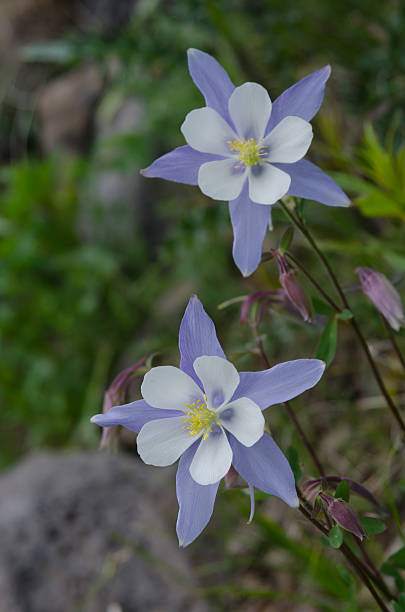 istock Two Columbine in Colorado Wilderness 484346534