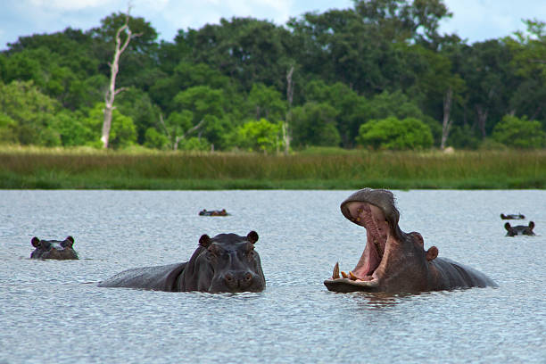 Hippos Rearing in the lake, Okavango Delta stock photo