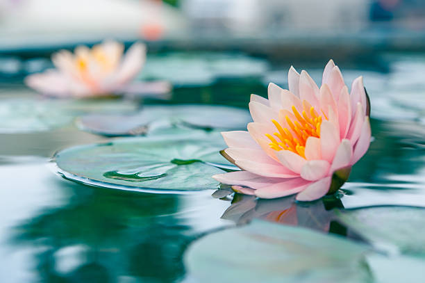fleur de lotus magnifique waterlily ou dans un bassin - pond water lily water drop photos et images de collection