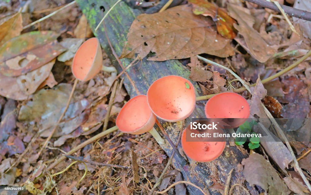 Orange mushroom (Champagne mushroom) in rainforest Orange mushroom (Champagne mushroom) in rainforest. Taman Negara National Park. Malaysia Asia Stock Photo