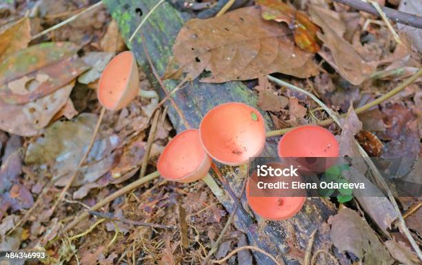 Orange Mushroom In Rainforest Stock Photo - Download Image Now - Asia, Backgrounds, Beauty In Nature