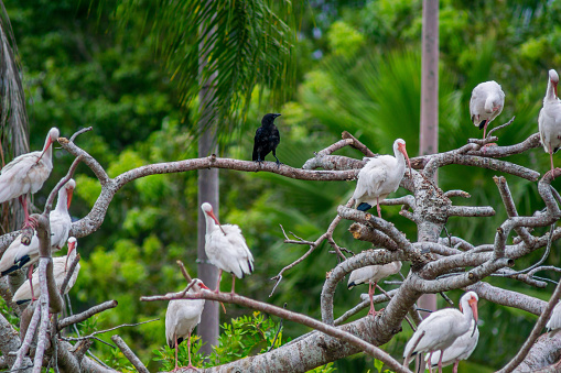 Back bird is perched in the middle of a whole bunch of white Ibis birds.  The image is colorful and interesting.  The familiy of Ibis seem quite tolerant of this stranger among them.