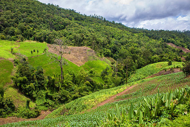 istock Countryside in Thailand 484347585