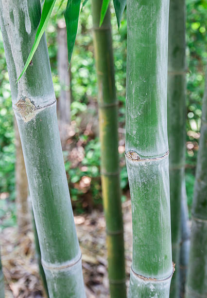 istock Bamboo wood in tropical forest. against blurry backgrounds 484347854