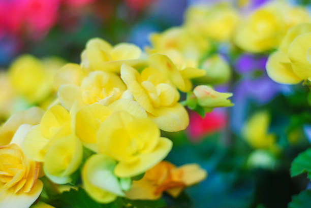 desfocado pequenas flores amarelas na verdes bokeh de fundo - george w bush - fotografias e filmes do acervo