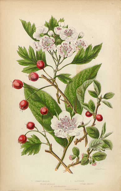 illustrations, cliparts, dessins animés et icônes de cranberry, medlar fruits, aubépine et cotonéaster, victorian botanical illustration - aubepine