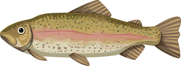 ilustrações de stock, clip art, desenhos animados e ícones de truta arco-íris - trout fishing silhouette salmon