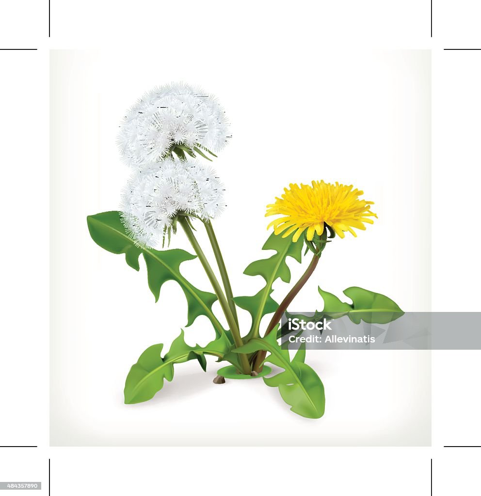 Löwenzahn Blumen, Vektor-Symbol - Lizenzfrei Jäten Vektorgrafik