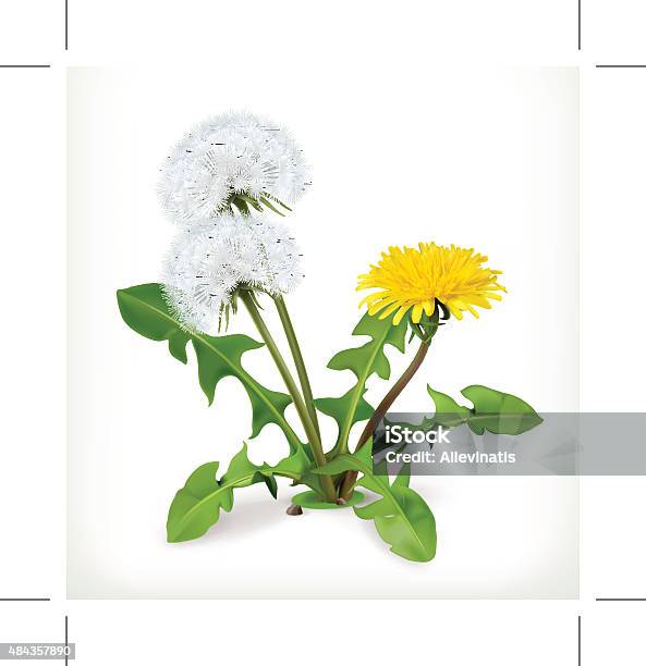 Löwenzahn Blumen Vektorsymbol Stock Vektor Art und mehr Bilder von Jäten - Jäten, Wildpflanze, Löwenzahn - Korbblütler