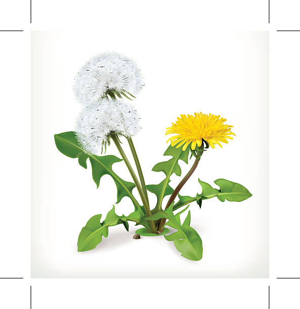 mniszek kwiaty, wektor ikona - dandelion flower yellow vector stock illustrations