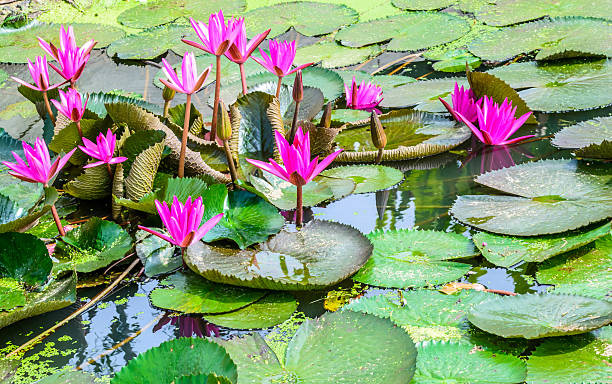 istock lotus in the pond background 484358118