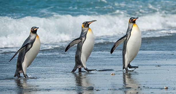 istock Three King Penguins beach walking in South Georgia 484358152