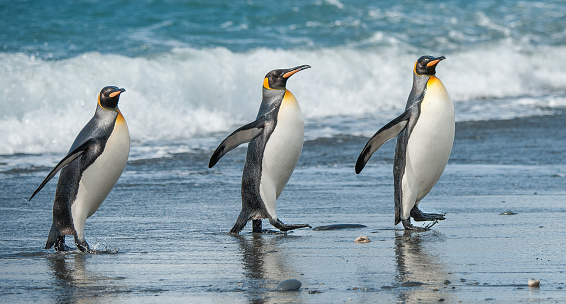 Three King penguins walking along a beach in  a line with feet raised in South Georgia Antarctica