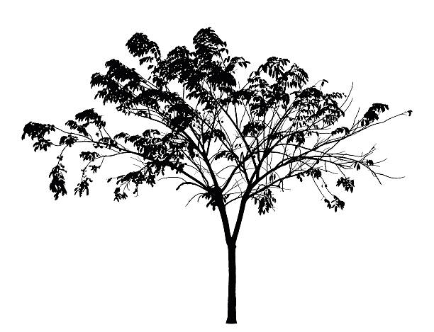 Tree silhouette on white background : vector vector art illustration