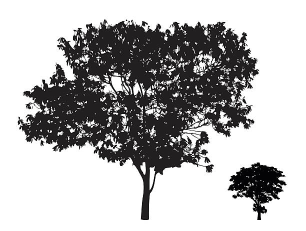 Two trees branch silhouette : Vector vector art illustration