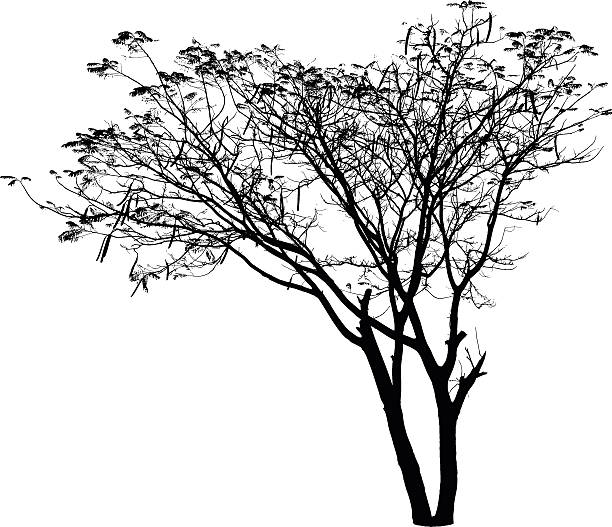 Flame Tree silhouette : Detailed vector vector art illustration