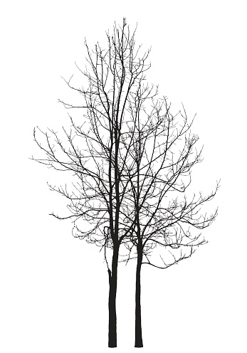 Two winter trees on a white background : vector