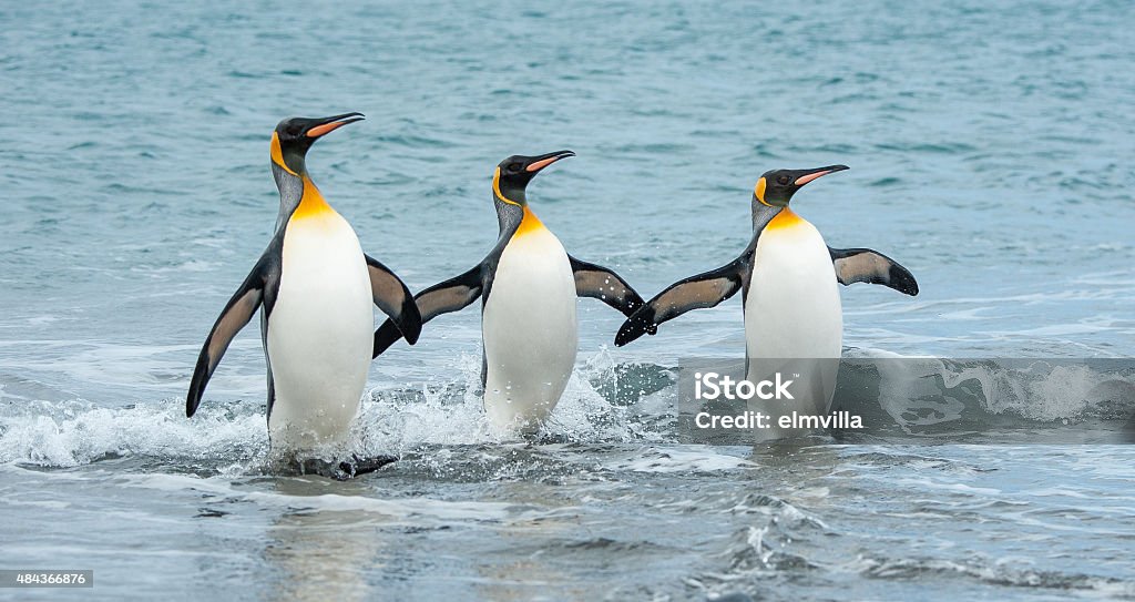 Three King Penguins In The Sea Of South Georgia Stock Photo - Download  Image Now - Animal, Penguin, Cute - iStock