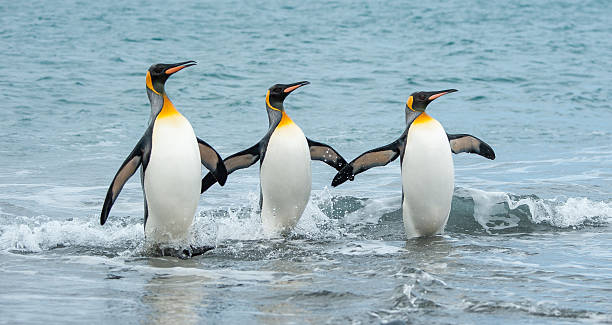 king três cartas normal do kde \ licença gplname no mar de geórgia do sul - antarctica penguin bird animal imagens e fotografias de stock