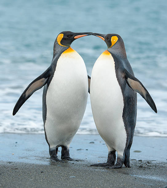istock Two King Penguins on a beach in South Georgia 484366878