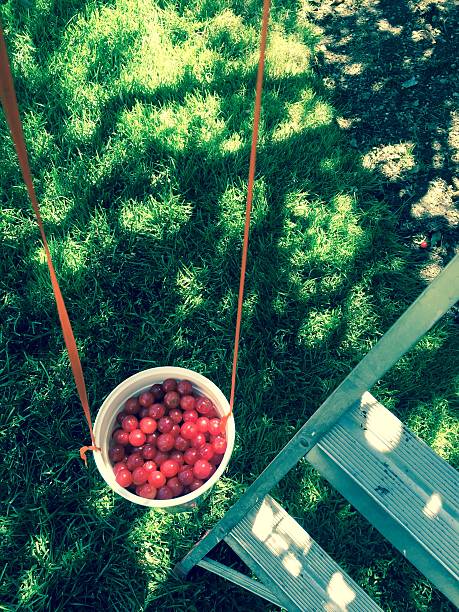 Cherry Picking