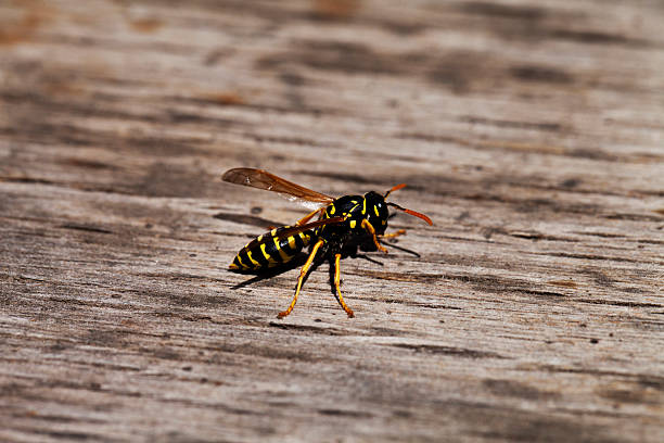 istock wasp closeup on wooden background 484369730