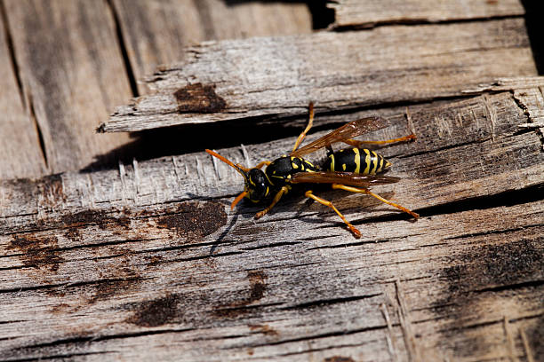 istock wasp closeup on wooden background 484369768