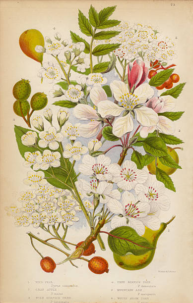 ilustrações de stock, clip art, desenhos animados e ícones de maçã e pêra, serviço e cinzas, vitoriano ilustração floral de árvores - fruit blossom