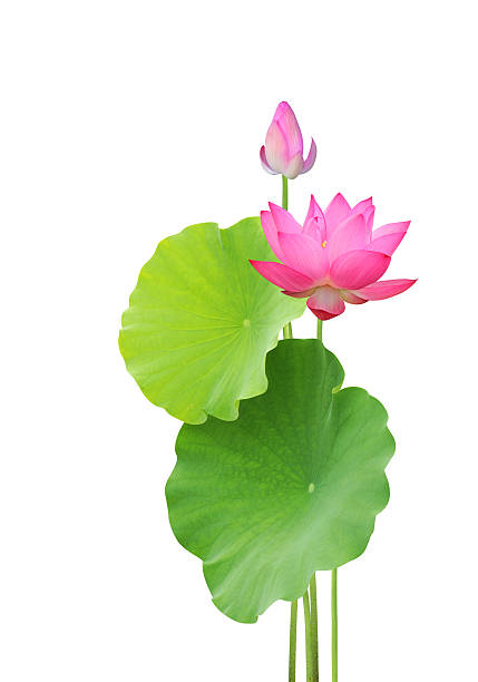 flor de loto y deja aislado sobre fondo blanco - lotus leaf fotografías e imágenes de stock