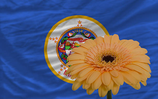 istock gerbera flower in front flag of minnesota 484371919